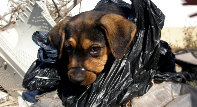 Día Mundial Del Perro Adoptado Rescatar Un Animal De La Calle Es