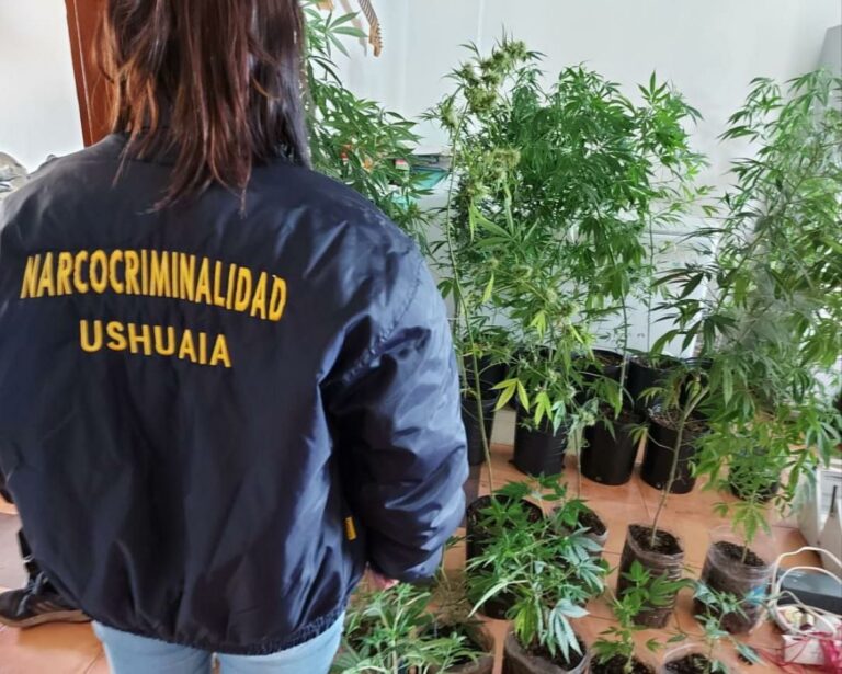 Allanaron Por Violencia De Género Y Encontraron 32 Plantas De Marihuana